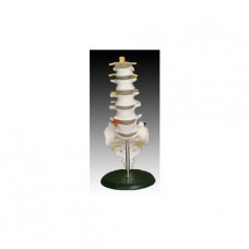 Ágyéki csigolyák keresztcsonttal és farkcsonttal életnagyságban