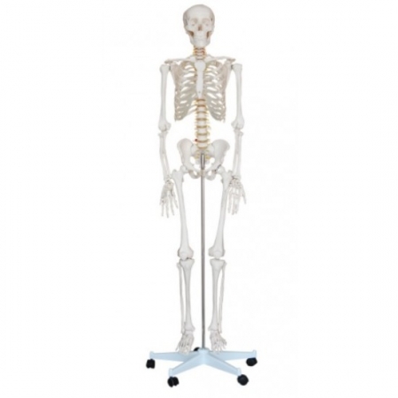 Csontváz életnagyságban, 180 cm magassággal