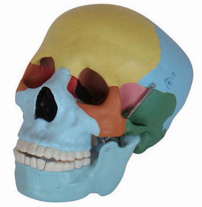 Koponya életnagyságban, színes csontokkal