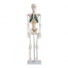 Közepesen nagy csontváz gerincvelői idegekkel, magasság 85 cm